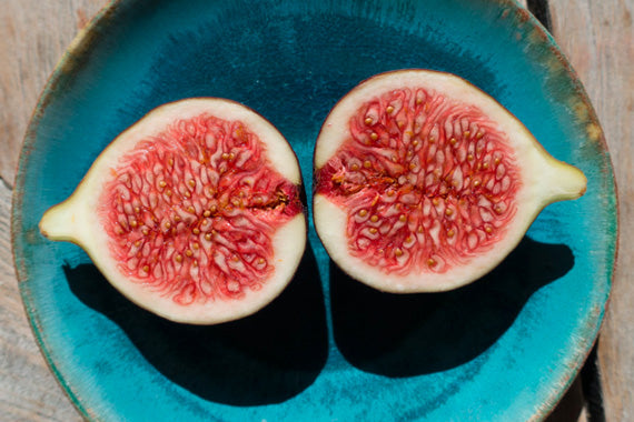 Mediterranean Fig