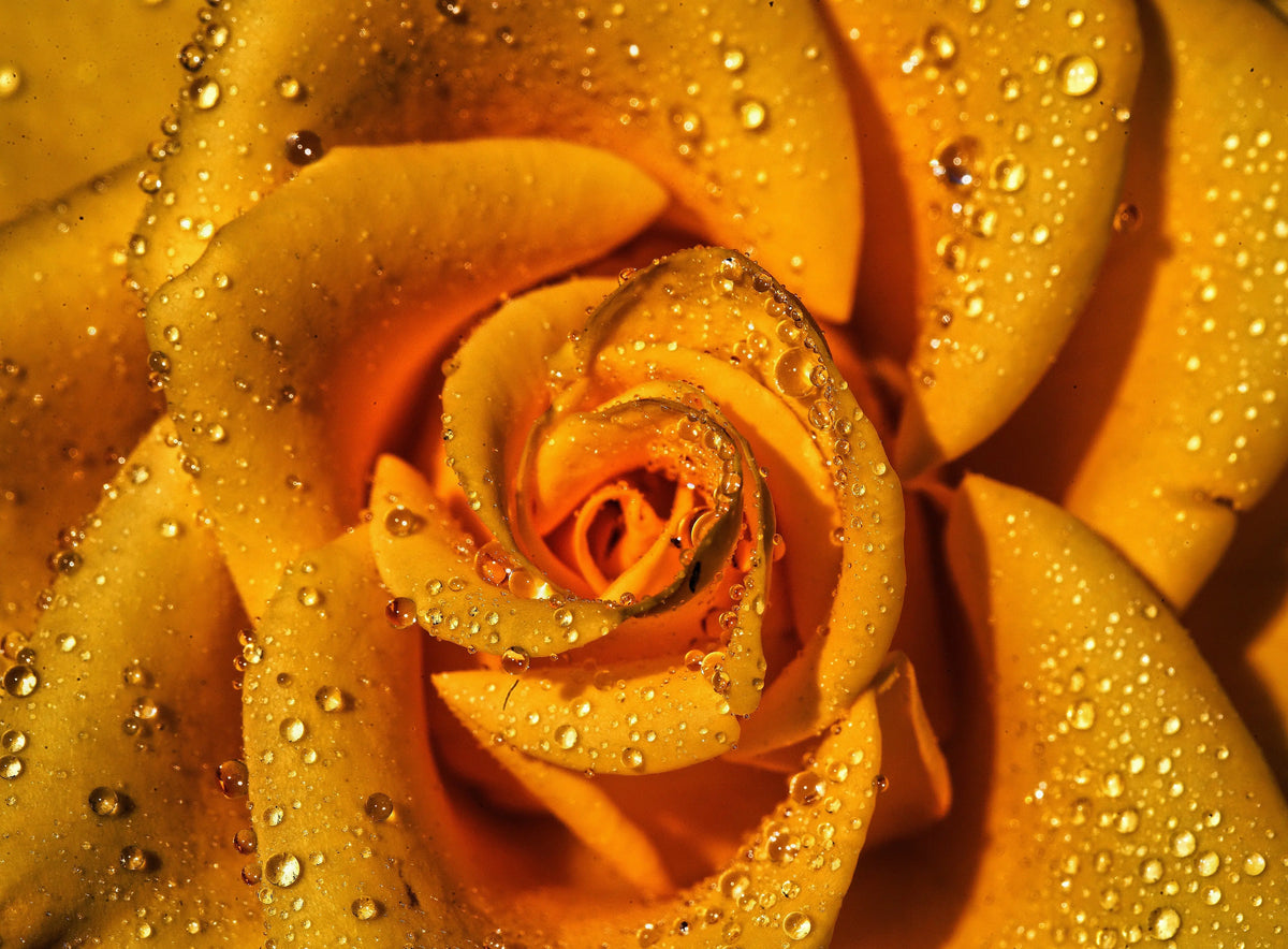 Golden Rose 100% Pure Soy Travel Size Candle Sukie's Candle Co.