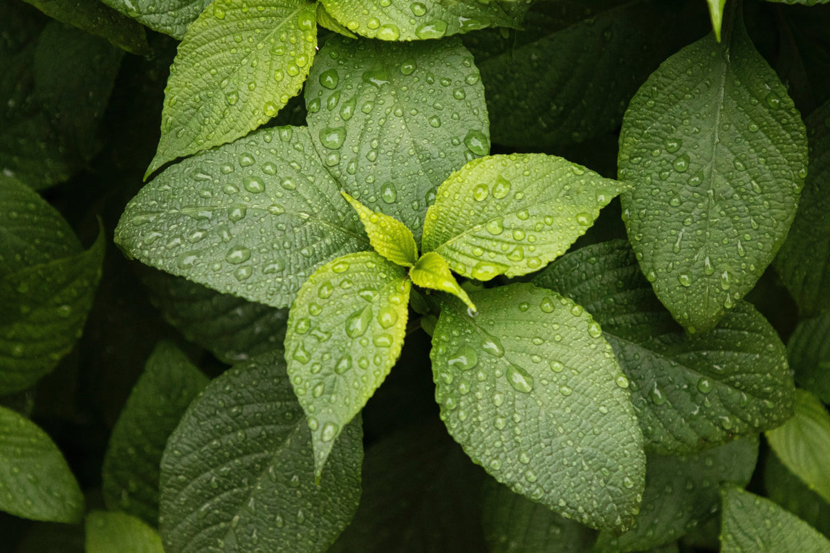 Peppermint + Eucalyptus 100% Pure Soy Travel Size Candle Sukie's Candle Co.